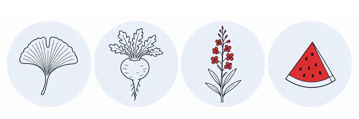 Composición de Uro Active: maca, epilobio, sandía y ginkgo biloba